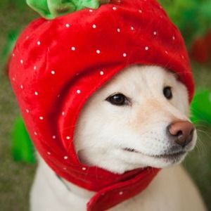 Meet your Posher, Savannah